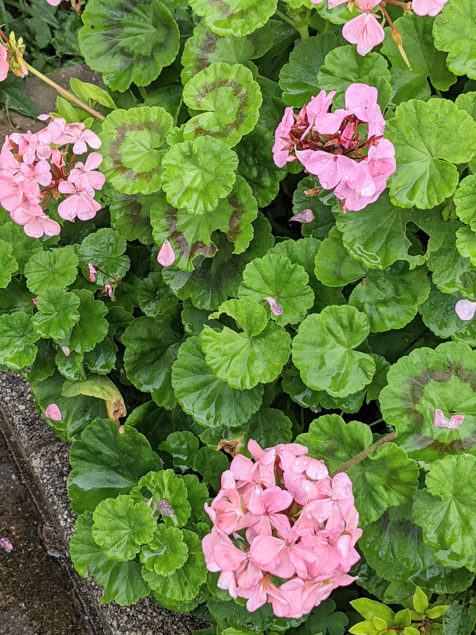 吉野 櫻 雨に濡れたモンテンジクアオイ 花 モンテンジクアオイ 花の写真 花の写真が好きな人と繋がりたい 花の写真を撮るのが好きな人と繋がりたい T Co E1ejnhr0xe Twitter