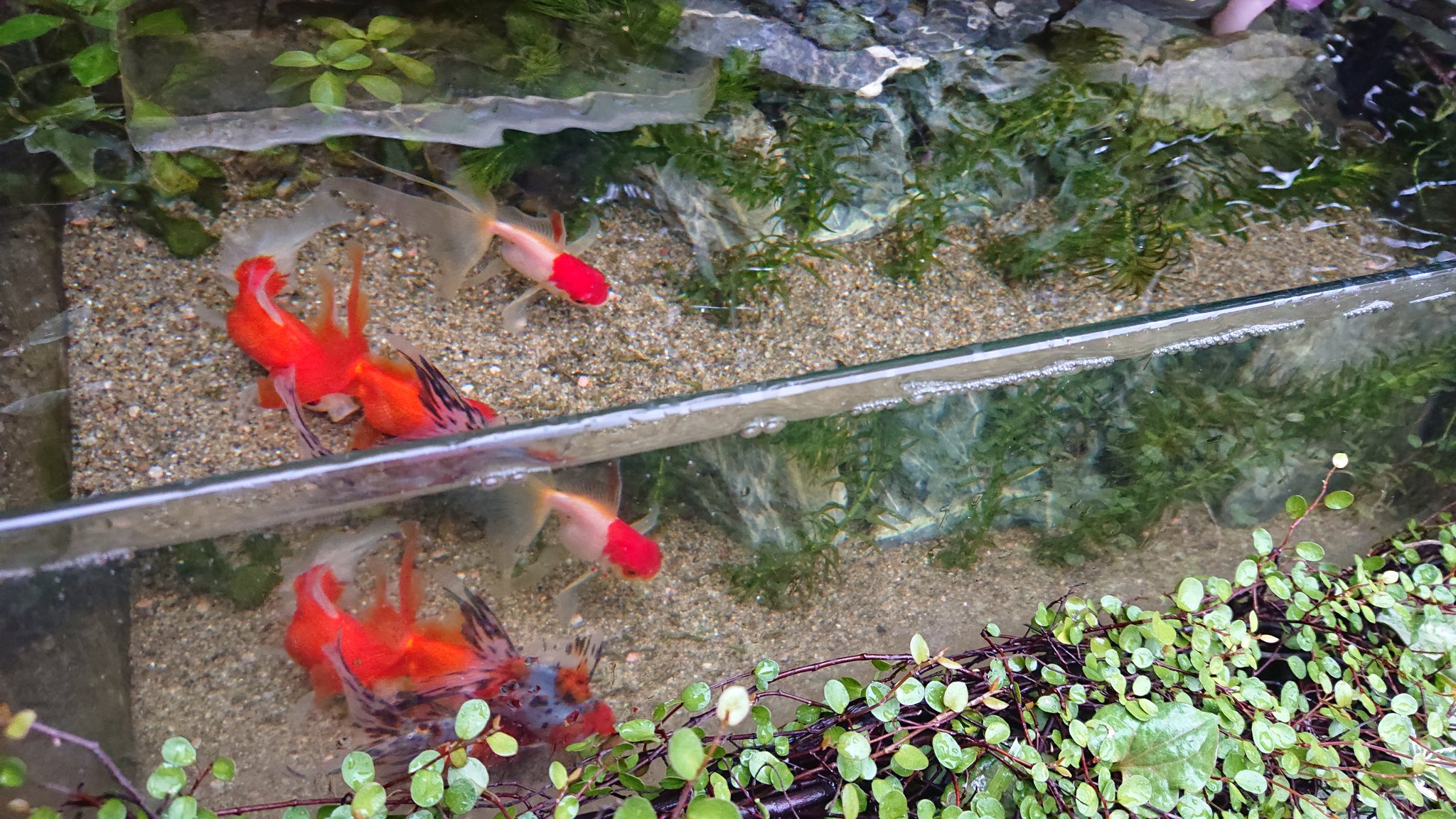 ヤントの水草 花壇の中の 屋外金魚テラリウム型ガラス水槽 年に一度のお掃除メンテナンス終了 久々に金魚さんが クッキリ見えて めっちゃ可愛エエ T Co Ntghqisrki Twitter