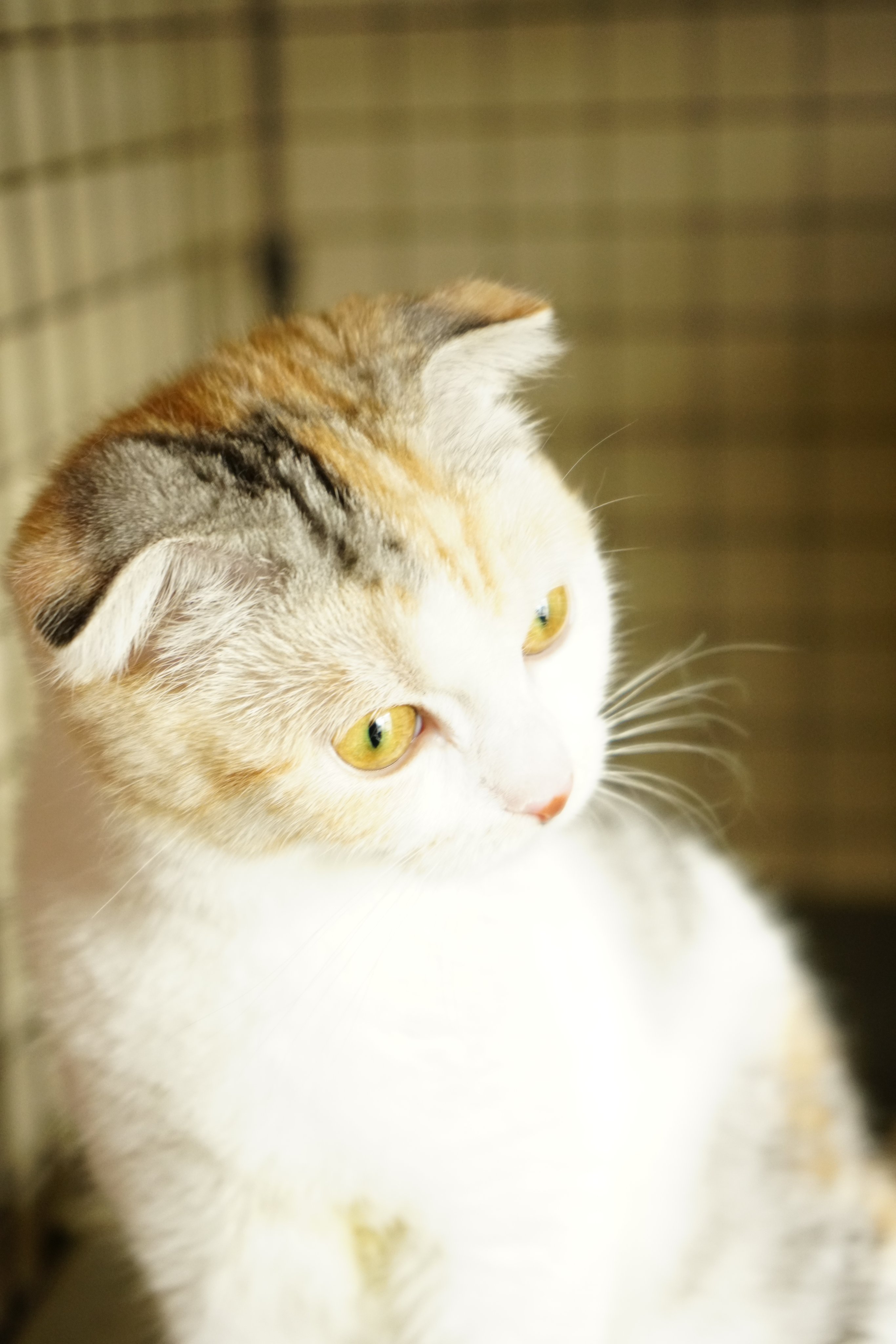 猫の名前 Twitter Search Twitter