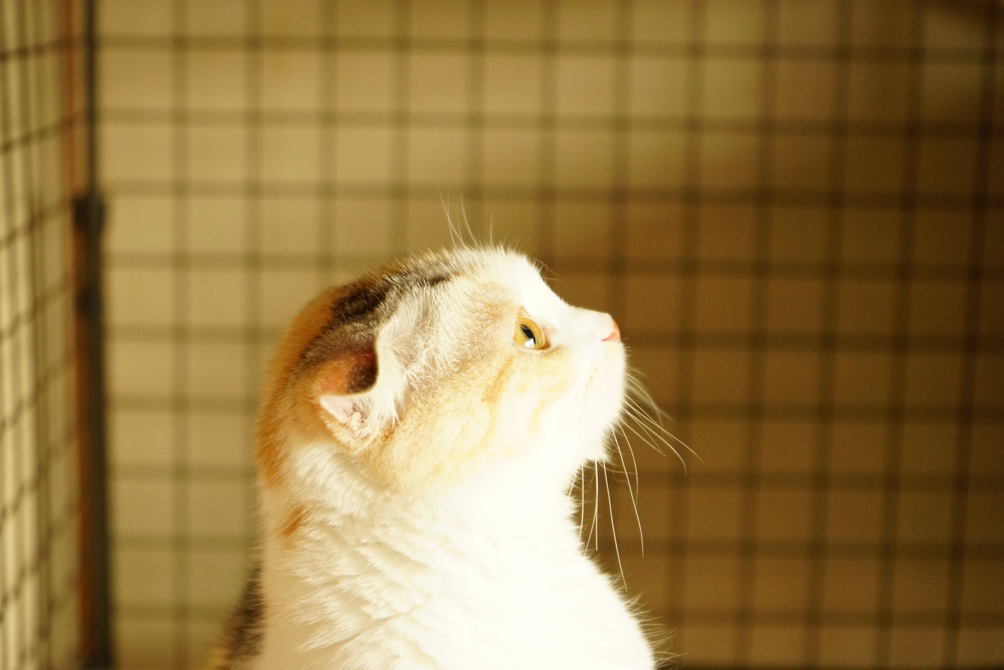 猫の名前 Twitter Search Twitter