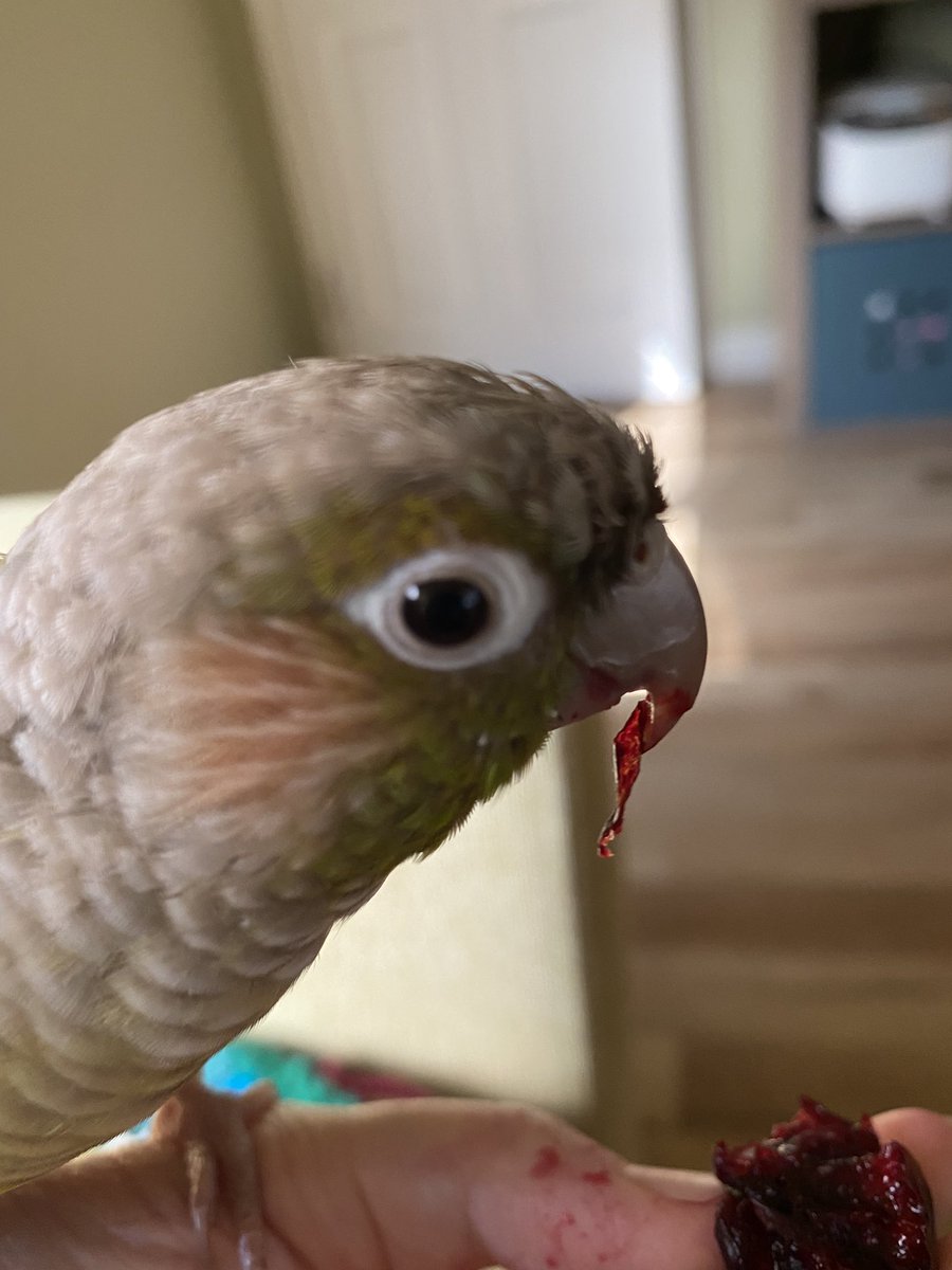 Ingrid ビビアン Auf Twitter 実は ニューギニアでdracula Parrot というオウムがいますけど 血を飲みません 笑