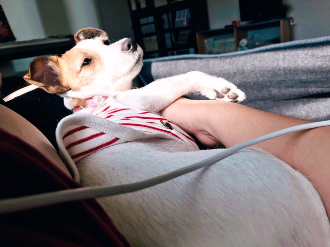 モフモフグッドモーニング 