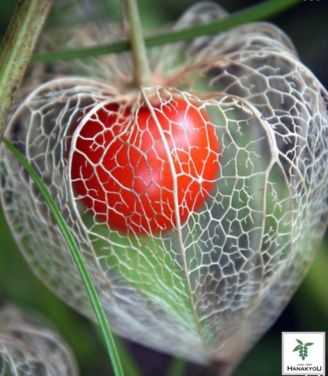 Hanakyou2909 ほおずきの実 T Co Jv2y4nm7gv Twitter