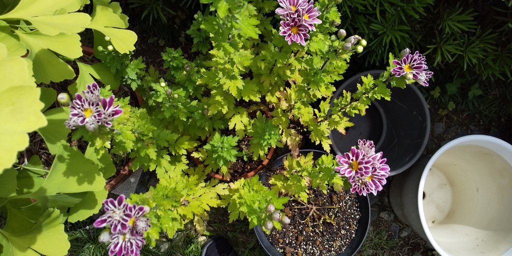 もんししろう Monsisiro411 Twitter