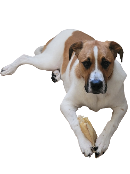alsdoveAmy's tweet photo. I just removed a photo background in 5 seconds with https://t.co/d8V9hSZlLc   via @remove_bg https://t.co/Dec1e0HYI7