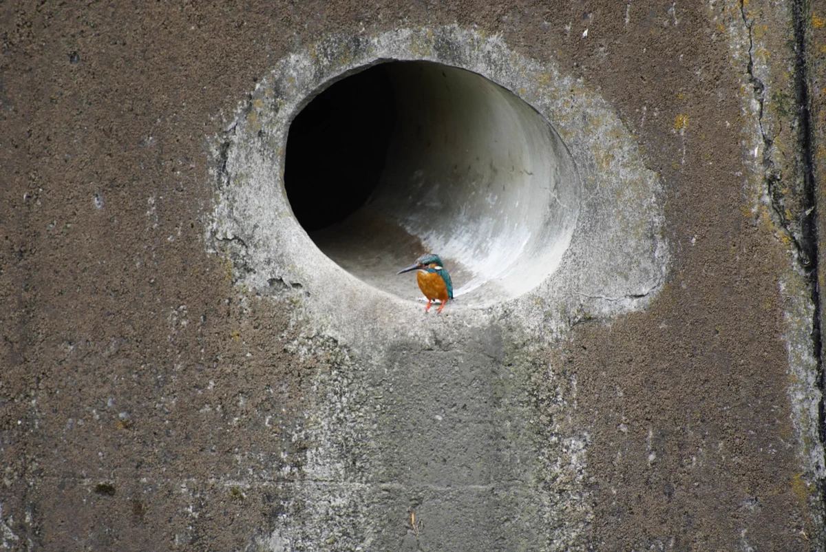 休憩場所にも縄張りはある？！カワセミ対鳩