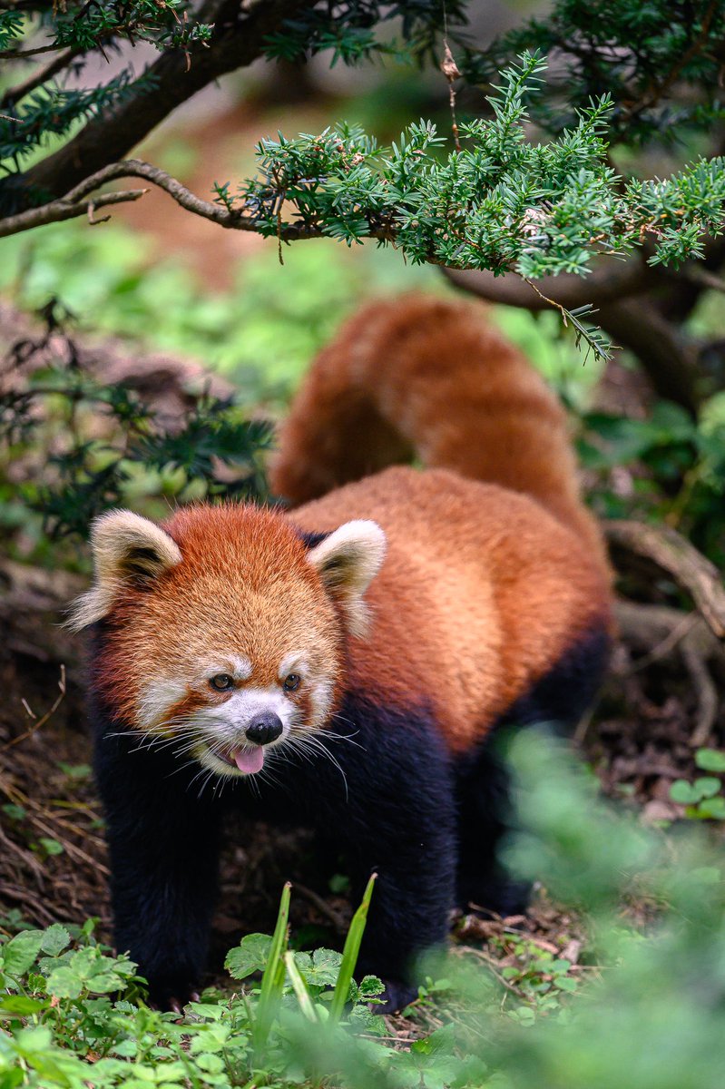 レザーパンダ Red Panda 多摩動物公園の人気者 その可愛らしい姿に癒