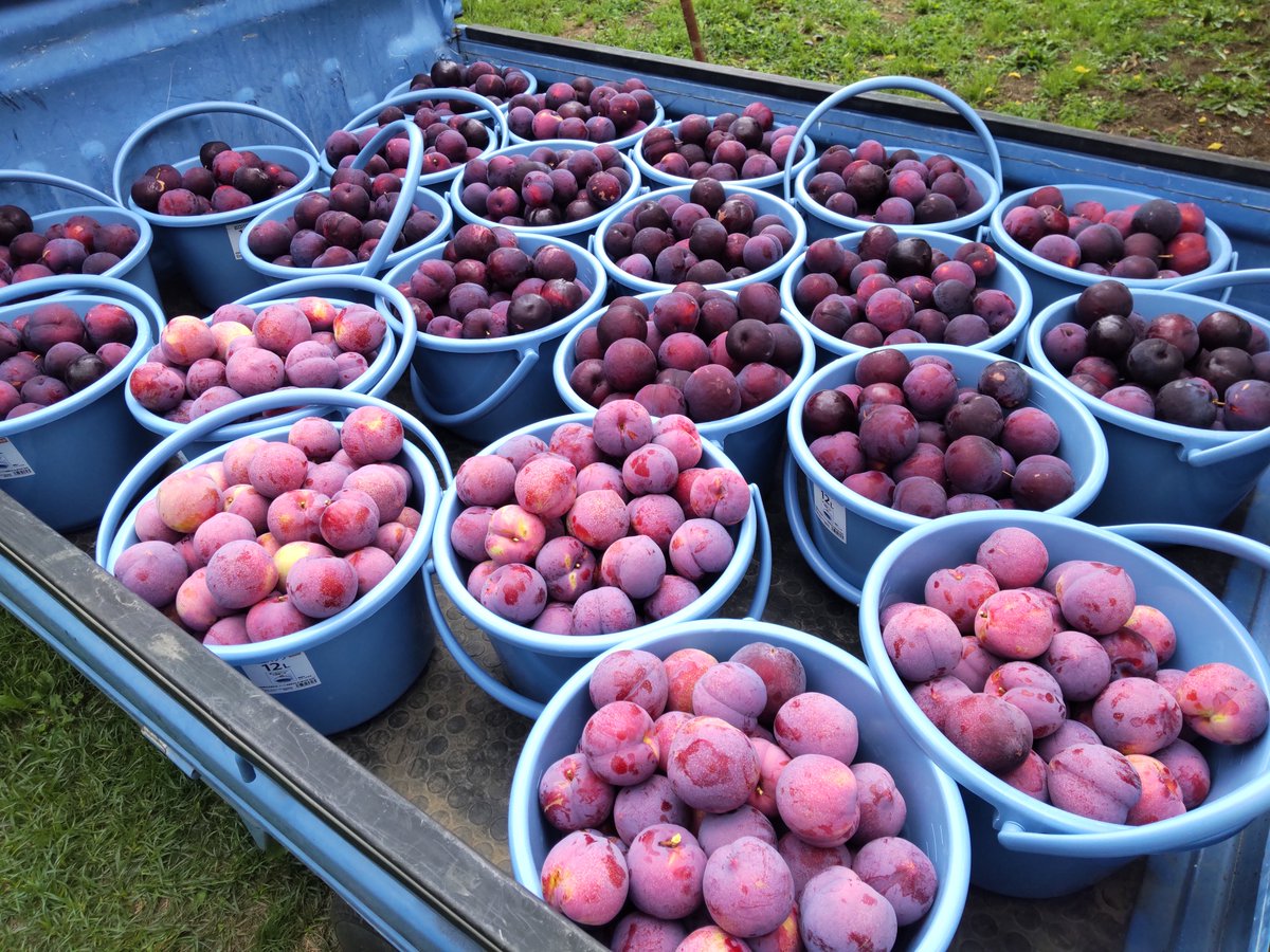 shoborn_'s tweet image. 😂あはっあはっ…こんなに採っちゃった…
採っちゃったからには…もう…ネ……（残業確定）