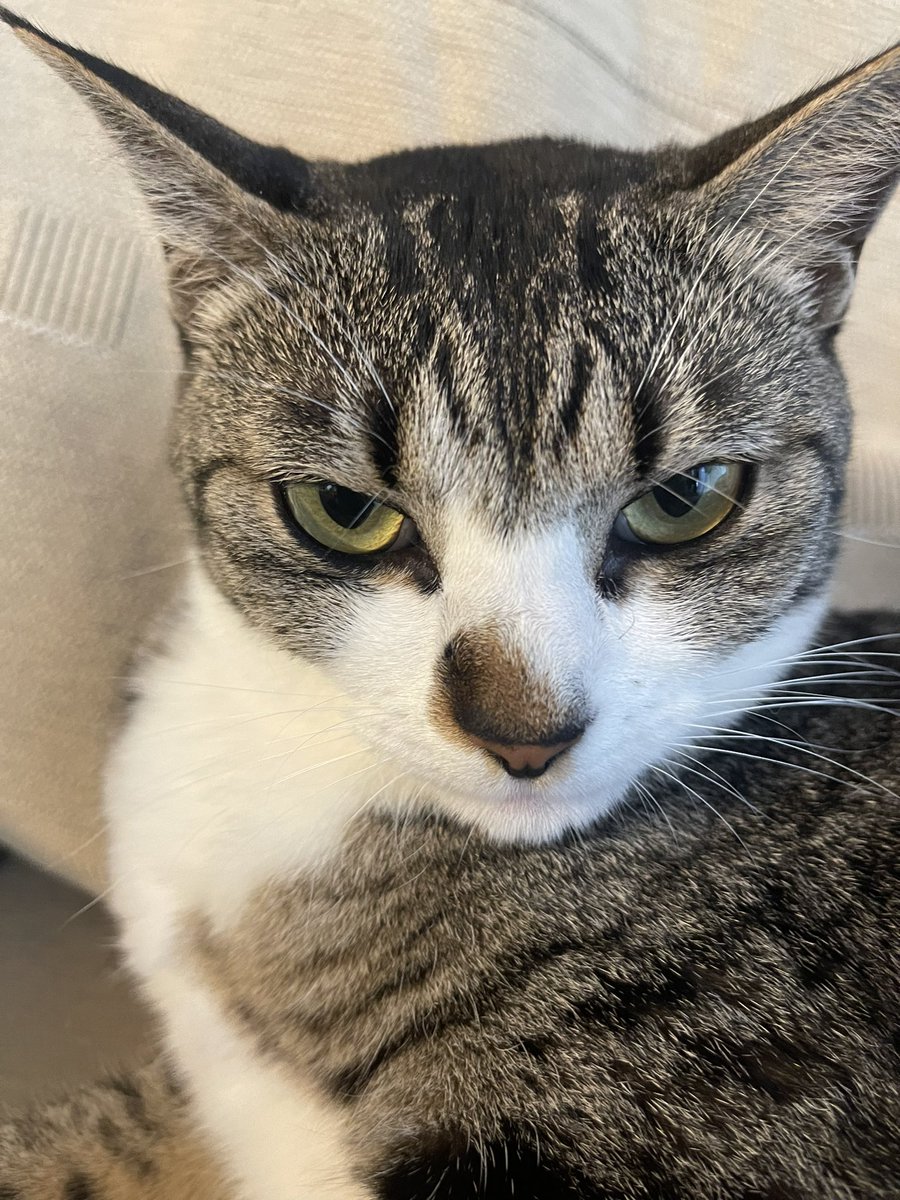 HaruMeru2020's tweet photo. な、な、なんか怒ってます？

#保護猫
#怒猫
#猫好きさんと繋がりたい
#cat 
#CatsOfTwitter 
#姉妹猫 https://t.co/qIO8BmAgRU