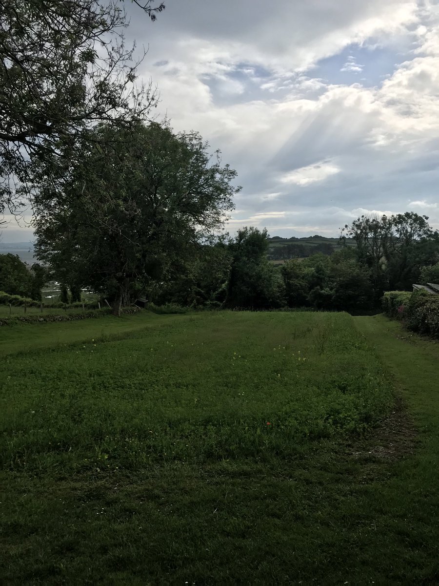 Wildflowers starting to show🌸