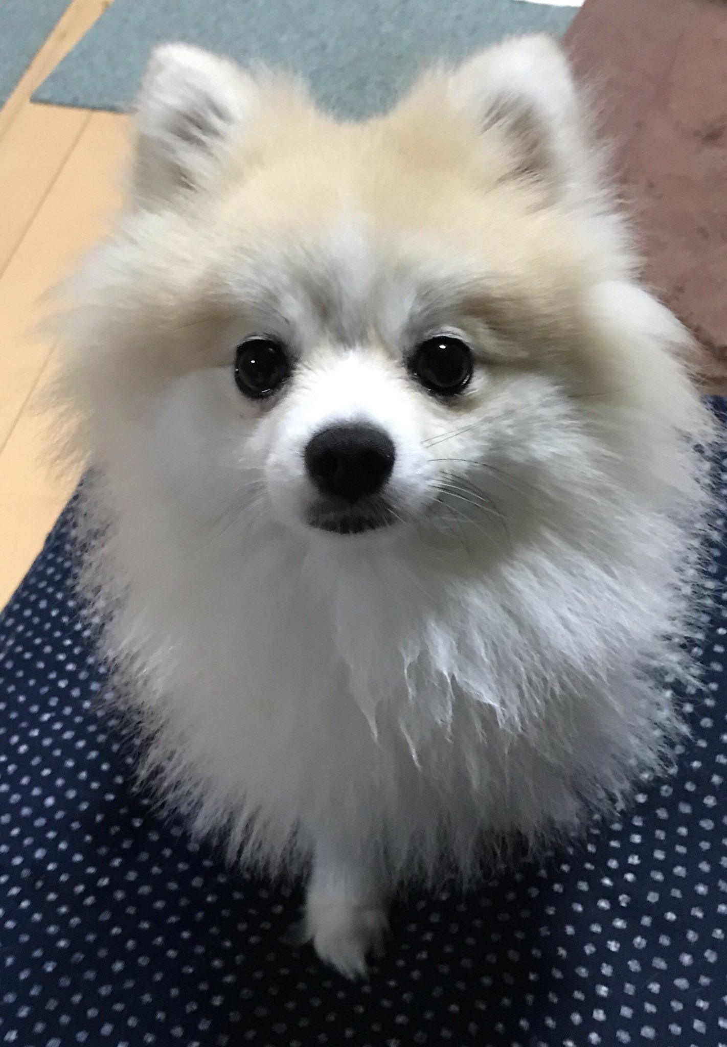 橘紫夕 でかポメ 道路の半端な所でくるくる回っている変な人を見かけたら W 宗次郎jr T Co Mi8vdep9qx Twitter