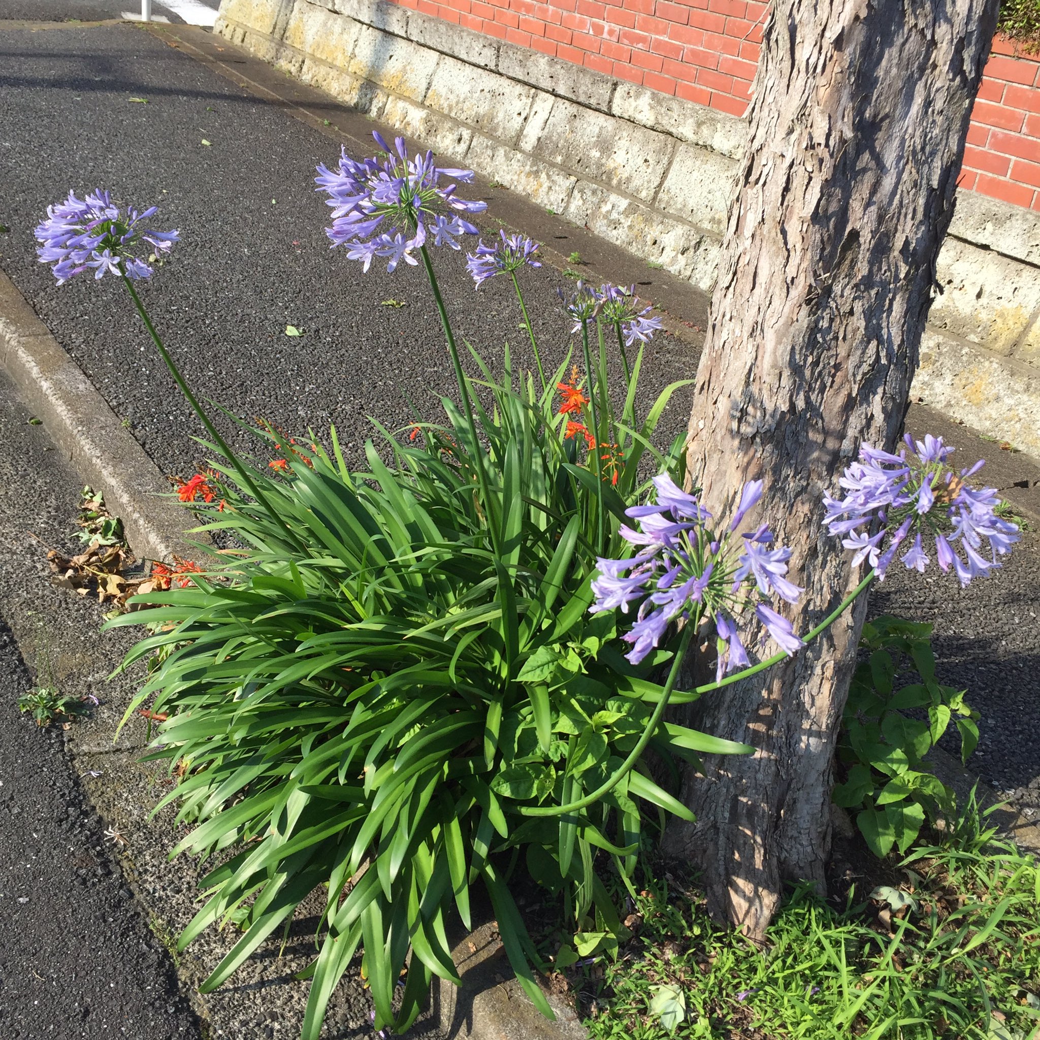 Masashi V Twitter 近所に咲いているアガパンサスの花 Agapanthus Flowers That Are Blooming In My Neighborhood アガパンサス 花 青い花 紫の花 花が好き 6月 Agapanthus Flower Blume Fleur Flora Flowerlover Blumenliebe June Juni 夏 梅雨