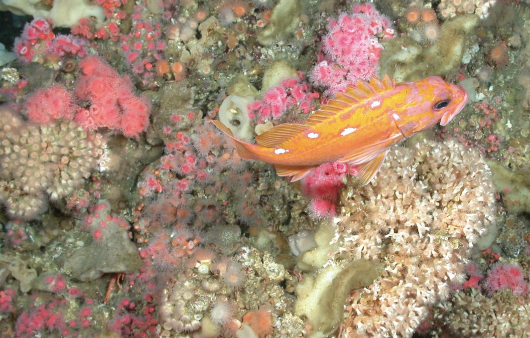 jmurrayroberts's tweet photo. Coralporosis: Ocean Acidification Leaves Deep-Sea Coral Reefs at Risk of Collapse

https://t.co/mNk1XrGIio

...and for source paper see

https://t.co/nszIV0odrh https://t.co/LROCNS7Wav
