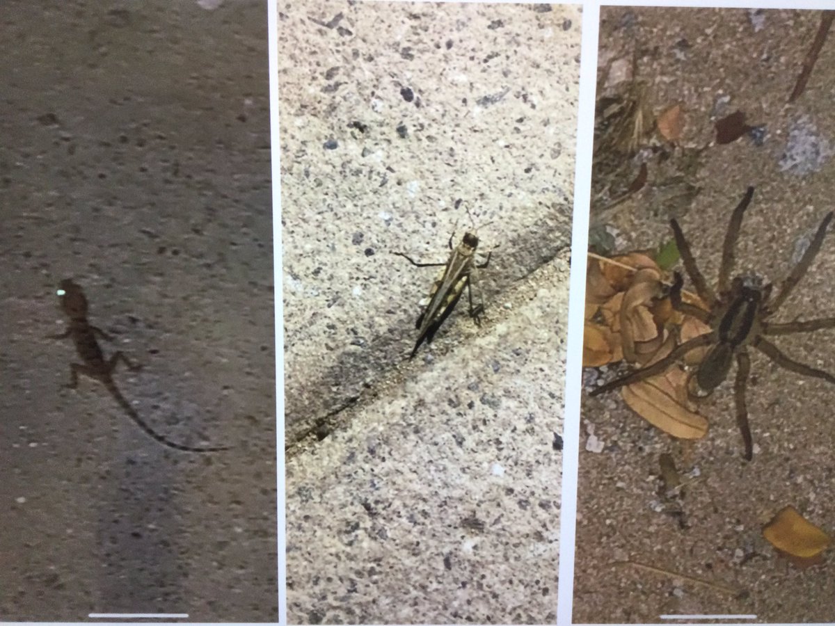 🦆 Thank you Lyla for sharing your exciting bug hunt experience with your friends. We loved seeing the photos of those creepy-crawlies. 🕷 🦎 🐜 #WPSFS1D