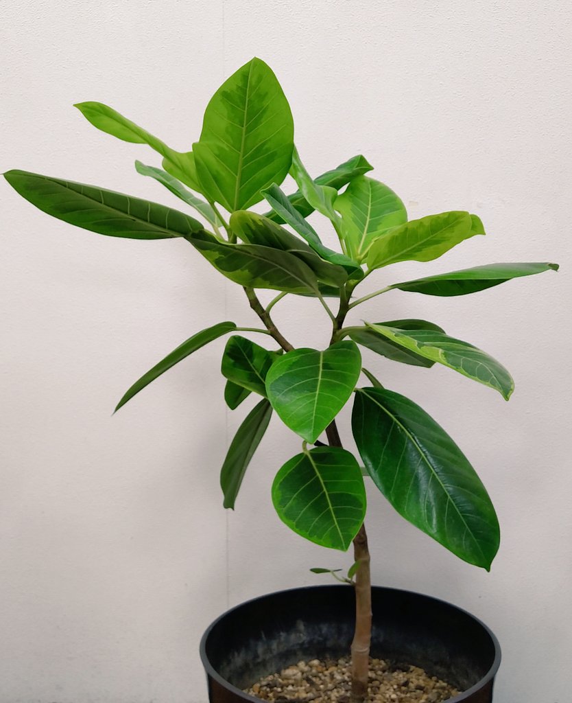 フィカスアルテシマ