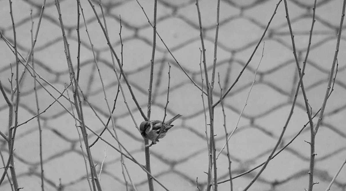 Burası dünyadır. İnsan sözünü tutamamış olandır. Yapmam diyen yapar, söylemem diyen söyler, gitmem diyen gider. Kalanlara selam olsun.