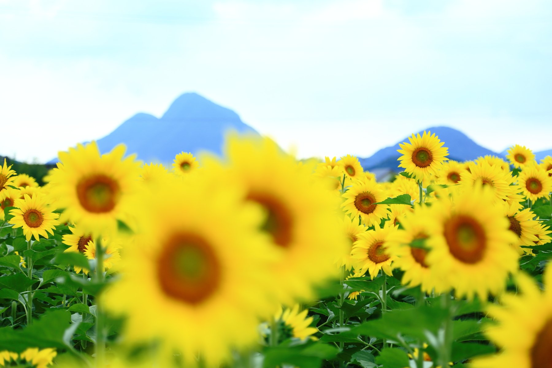 よし ฅ ﻌ ฅ 香川県まんのう町 高篠地区のひまわり畑 撮影日 21年6月27日 ひまわりの里まんのう ひまわりの里 ひまわりまつり まんのうひまわり畑 ひまわり畑 ひまわり 香川県 四国 瀬戸内 せとうち まんのう町 Japan Sikoku Setouchi