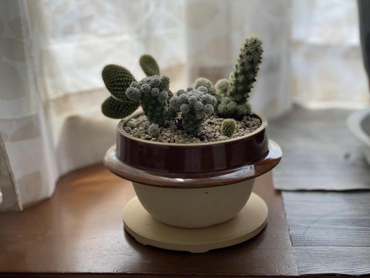 みんなの サボテン 釜めし 口コミ 評判 食べたいランチ 夜ごはんがきっと見つかる ナウティスイーツ みんなの サボテン 釜めし 口コミ 評判 食べたいランチ 夜ごはんがきっと見つかる ナウティスイーツ