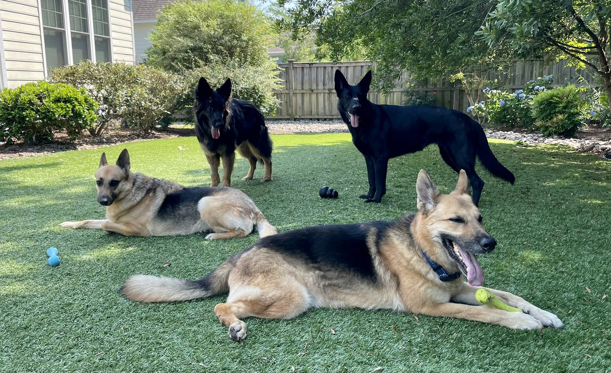 Dogs are the total best, German shepherds for sure!