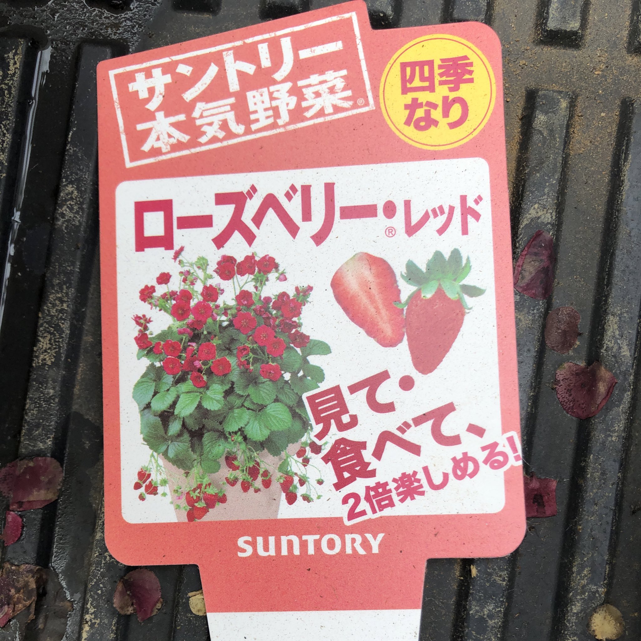 いちご99 試しに2週間ぐらいハダニを放置したらこうなりました 蜘蛛の巣みたいなのができて 葉っぱの周りを回ってました ローズベリーレッド ハダニ いちごプランター T Co 3mgqy4i4ec Twitter