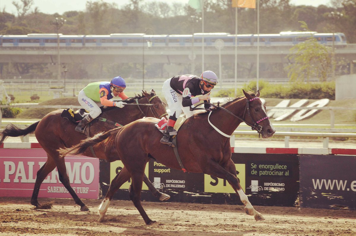 “Fiel Amigo” (2018 por Violence y Poloma), el caballo nacido y criado en el Haras Santa Ines <a href="/HarasSantaInes/">Haras Santa Ines</a>, ganó el🏆 Gran Premio Estrellas Juvenile (G1), Gran Premio Montevideo (G1) y Clásico Santiago Luro (G2) 🏁🐴🏁
harassantaines.com
#caballosdecarreras 
#racehorses