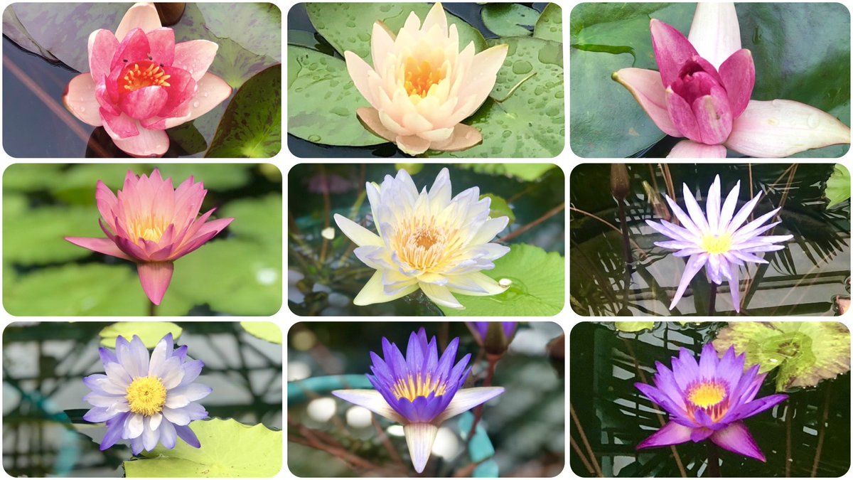 烏丸半島 Twitter Search Twitter