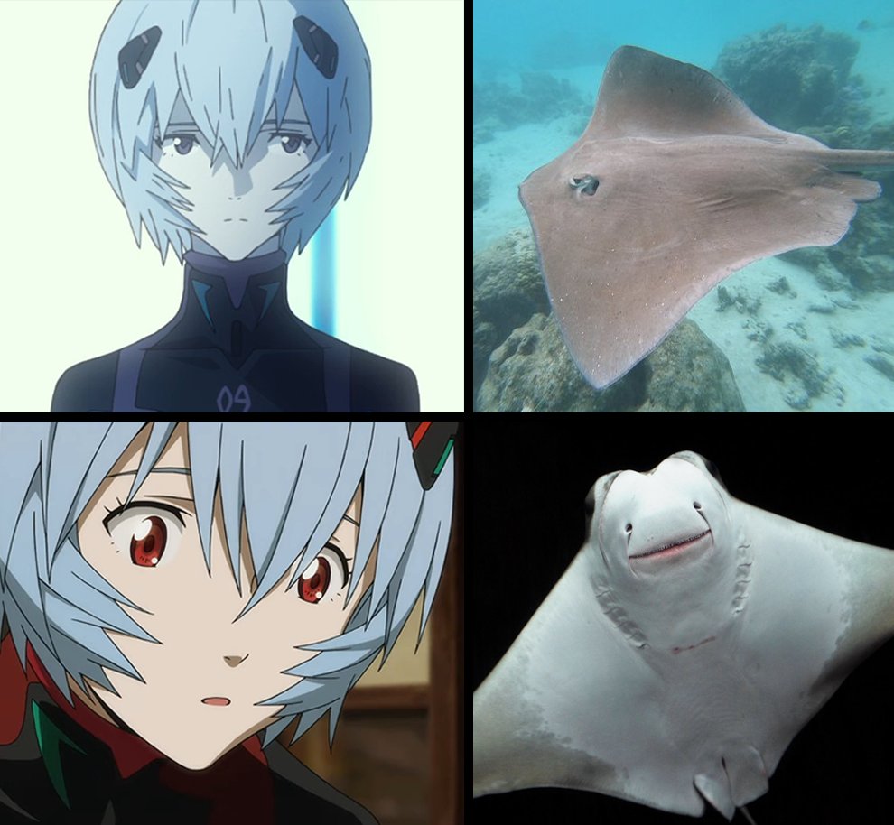 Meow Rei Joining Him And Watching A Stingray Exactly Like This T Co Ykrwzwwkxp