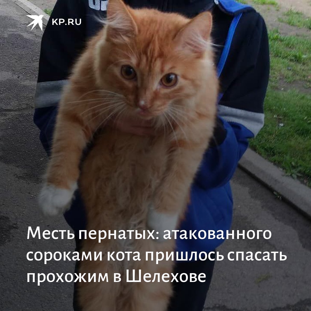 Zebomba games. Месть пернатых. Кот застрял на дереве. Месть пернатых. Дикие американские гуси.