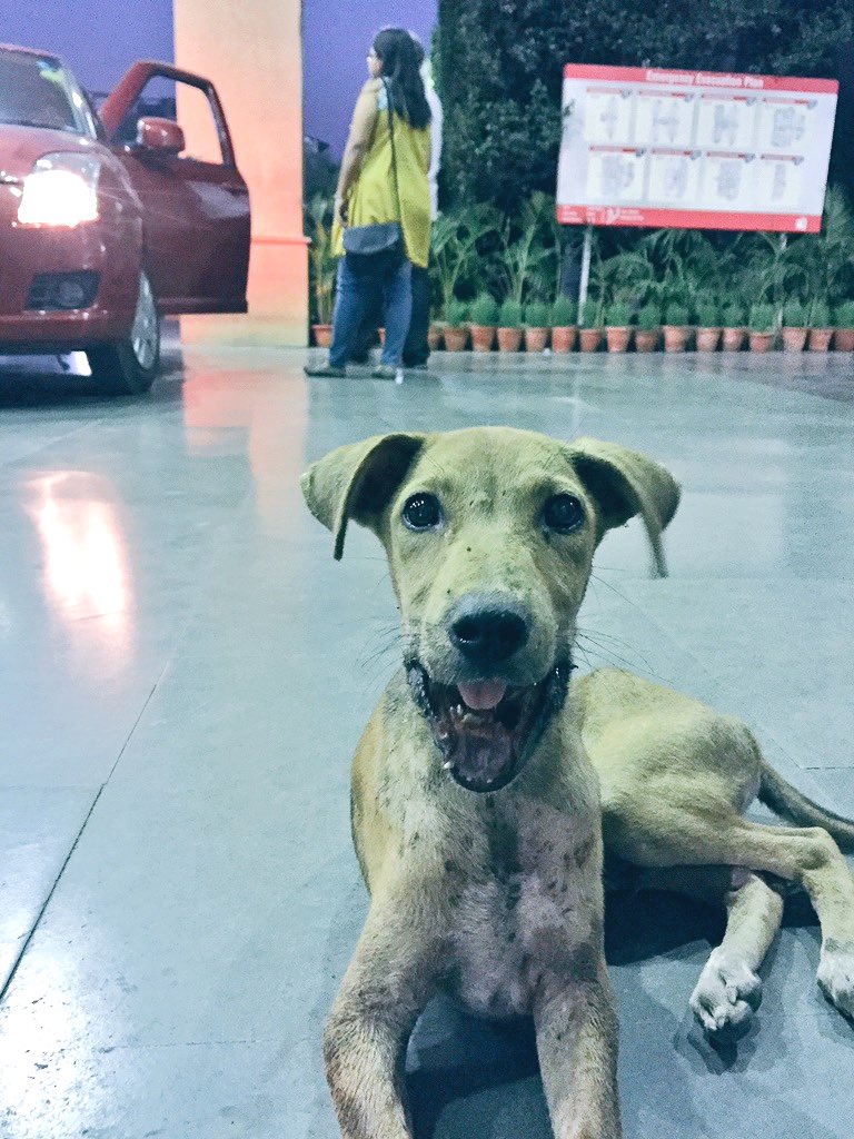 DipshikhaGhosh's tweet image. On April 30, 2016, I found this little guy sitting outside the hospital. Puppies aren’t left unsupervised for long. They usually don’t just sit near crowded areas. This one sat there patiently. His mouth didn’t seem normal from a distance. On taking a closer look, I was horrified