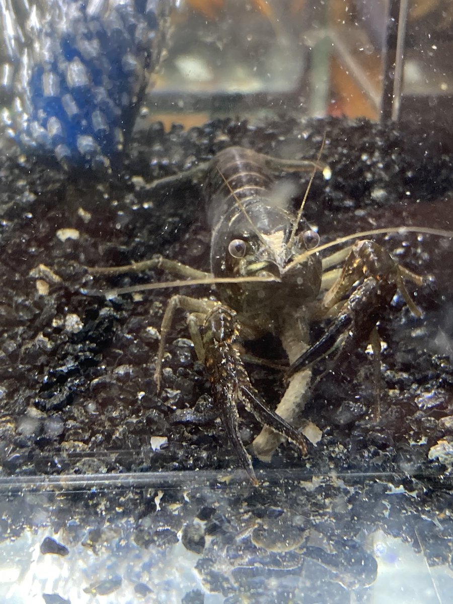 100以上 ザリガニ エビの仲間 ザリガニ エビの仲間 Nyosspixlcw1