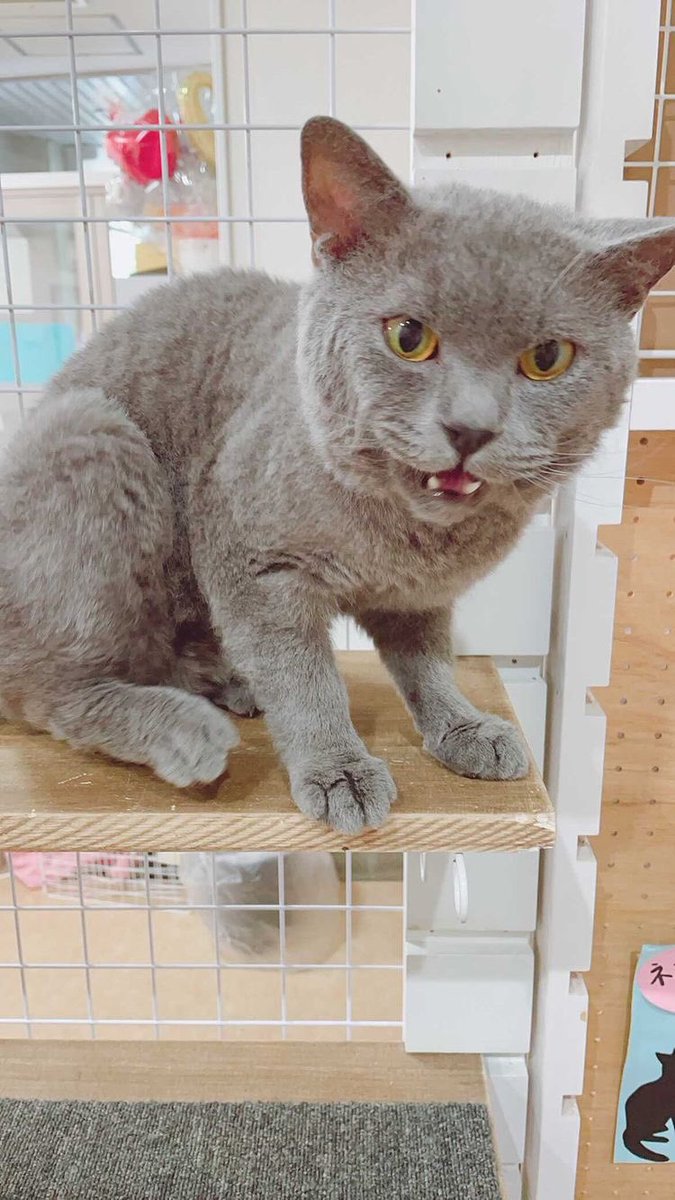 DogreeStaff's tweet photo. ワンちゃん！ネコちゃん！
両方と触れ合えるカフェ！
#Dogree 

ワンちゃん！ネコちゃん！両方お好きな方にはたまりません🥰

是非！ワンちゃんネコちゃんに癒されに来てください😊

#犬 #猫 #犬好きさんと繋がりたい  #猫好きさんと繋がりたい   #カフェ #大阪 #堀江 #南堀江  #ふれあいカフェ https://t.co/AKUn8cwt1c