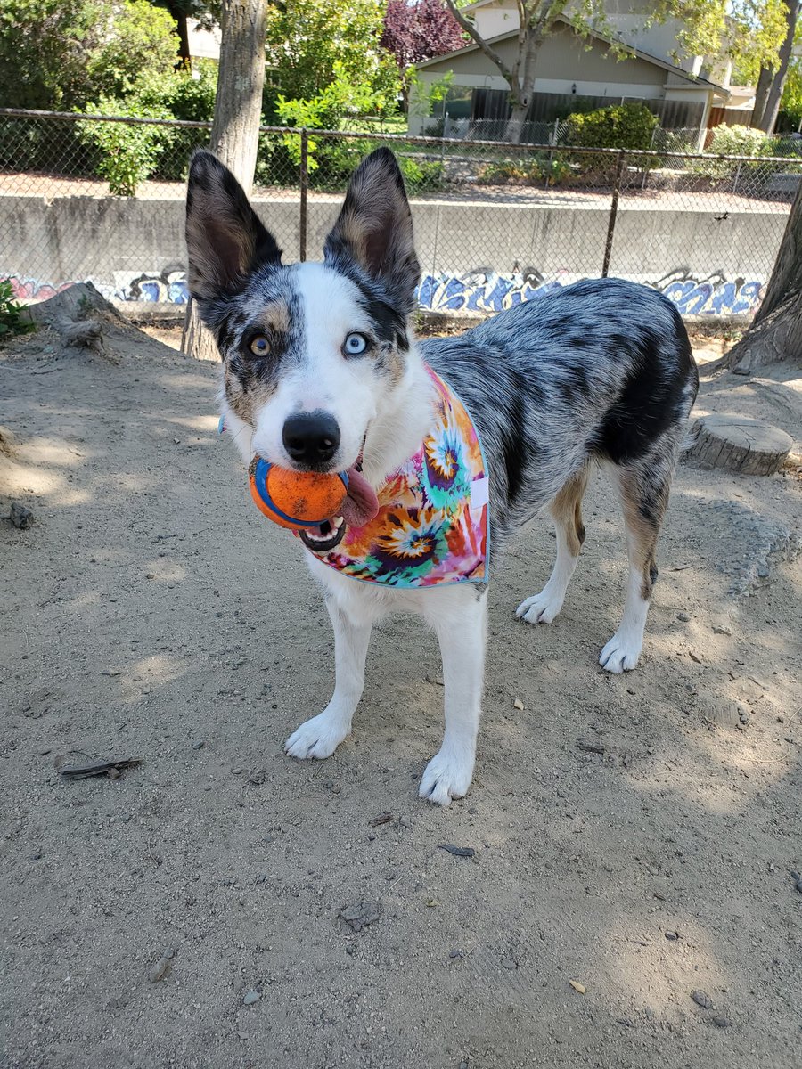 KelpieZoey's tweet photo. Had a great day at the Dawg Pawk with the mahm's today. If I can get her going tomorrow, I'm hoping for a Round #2!! #aussiesdoingthings #dogpark #zoeytheaussiekelpie #dogmodelsofinstagram https://t.co/XocjyWlOgh