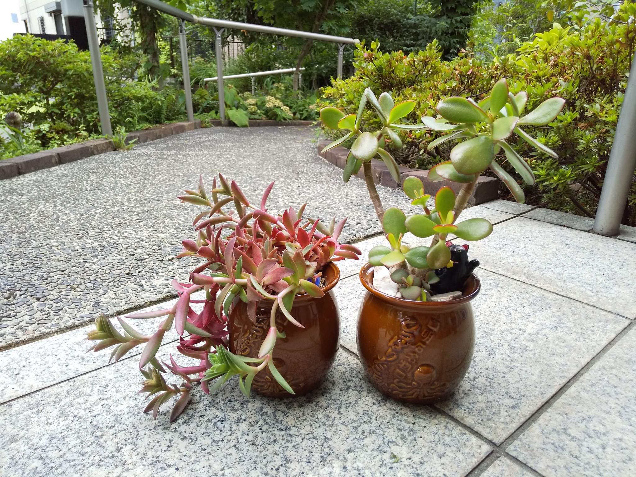 Tsubasa Katou 徒長しすぎて散らかってきたよ 笑 タコらしくはあるけどな あるけど 多肉植物 金のなる木 火祭り クラッスラ ひっぱりだこ飯 植木鉢 T Co 9bjbkj6tdm Twitter