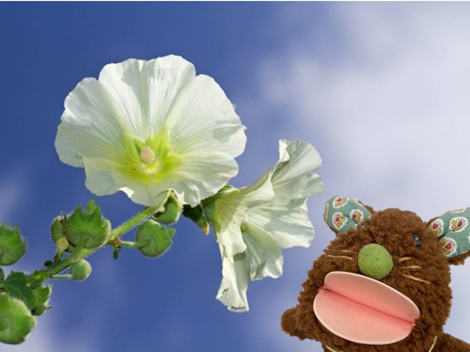 もくもく木育広場 A Twitter てんちょうです みんな タチアオイ 立葵 ってお花 知ってる すっとお空に向かって 色鮮やかなお花を咲かせているよ 梅雨の始まりに咲き 梅雨が明ける頃に花が終わるので別名 梅雨葵 ツユアオイ とも呼ばれるんだって