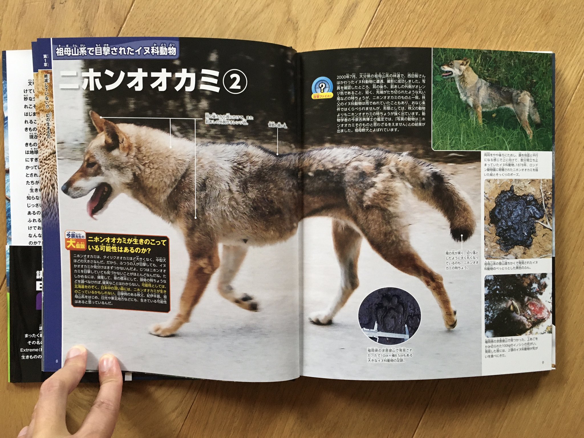 wolf.matsuo0343 on X: 