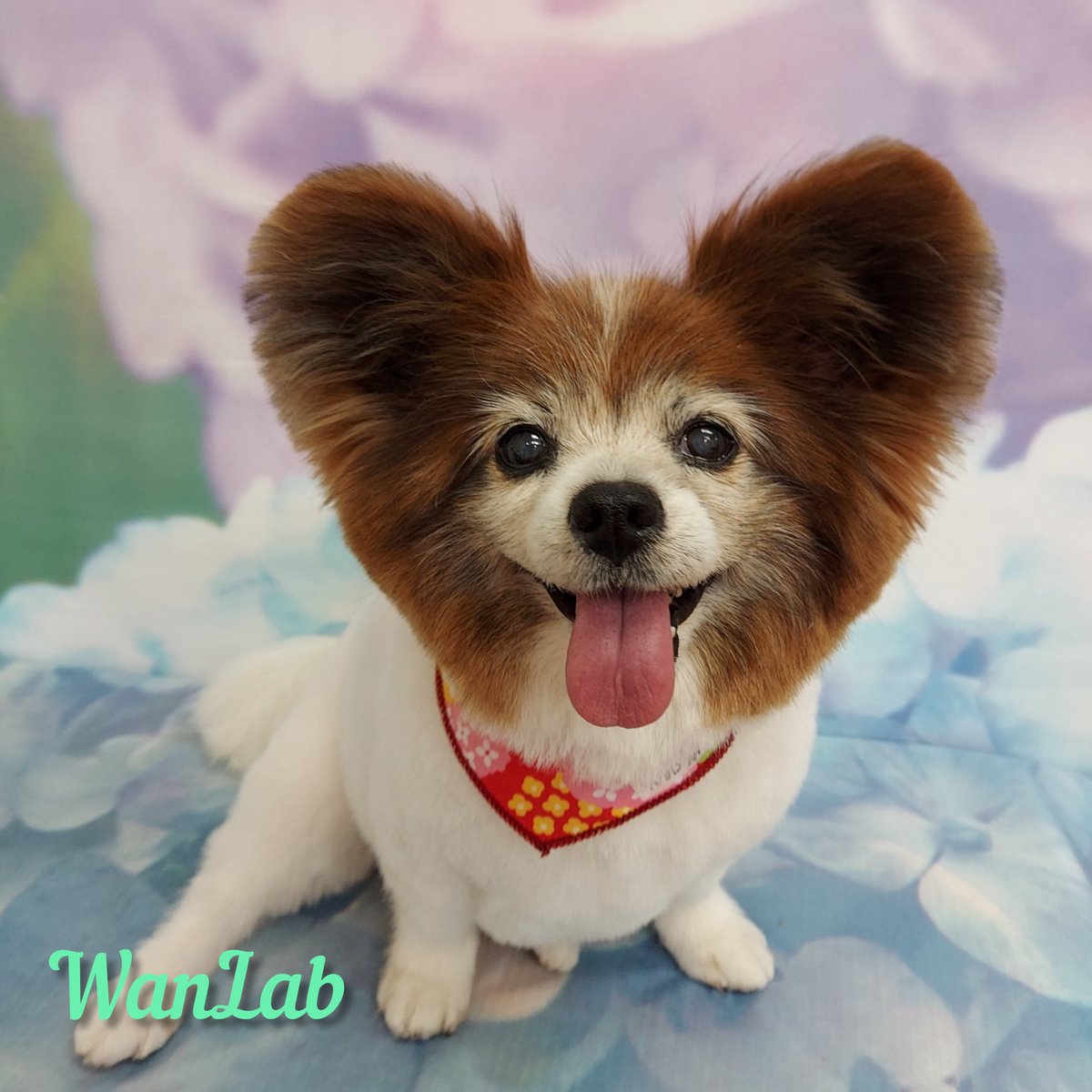 dogsalon_wanlab's tweet photo. β€οΈγγ£γ’γ©γ‘γγβ€οΈ
#wanlab
#εΊδΈεΈγγͺγγ³γ°γ΅γγ³
#γ²γ¨γγΎγΌ
#γγγͺγγΌ
#γγγ¨γ³
https://t.co/UOa7vJOjT7 https://t.co/DGi2S3OjMv