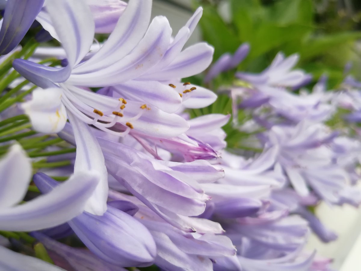 花の名前 Twitter Search