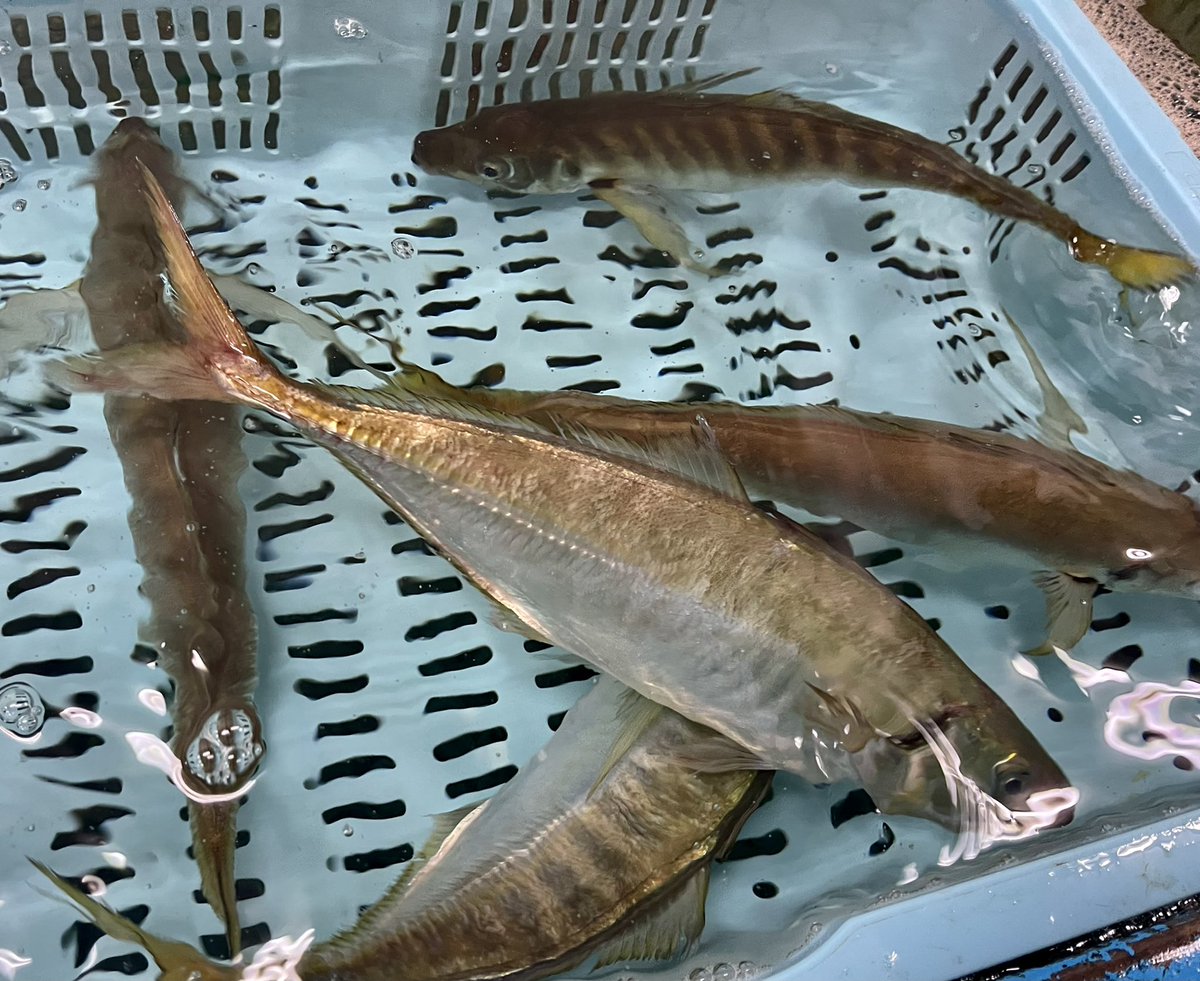 松庄なう 明石 魚の棚 平アジ 目がくるっとしているので めっくりアジ とも呼ばれる マルアジよりワンランク上 脂がのって美味しい 明石浦ではマルアジは〆て平アジは生きたままセリに掛けられる 松庄なう 明石 魚の棚 平アジ 目がくるっとしているので めっくりアジ とも呼ばれる マルアジよりワンランク上 脂がのって美味しい 明石浦ではマルアジは〆て平アジは生きたままセリに掛けられる