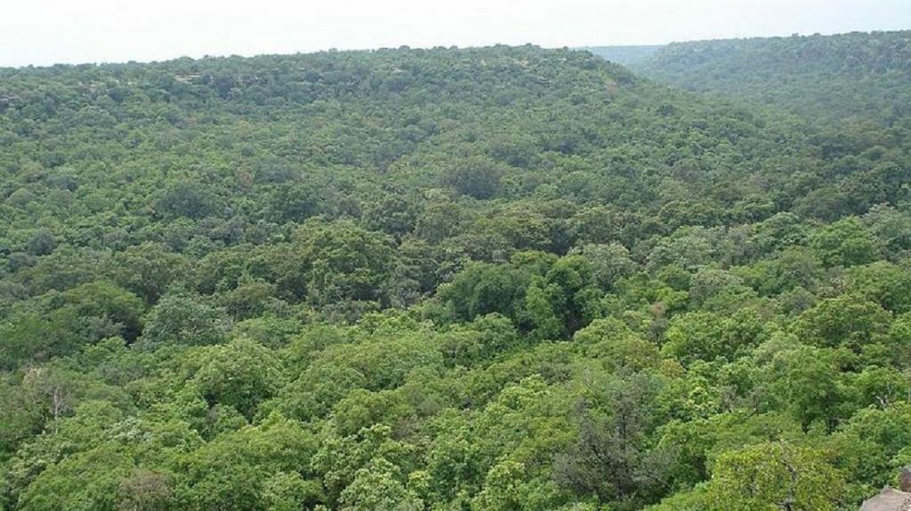 TrivediKan777's tweet photo. Hum ye Khubsurti ka vinash nahi hone denge 
I STAND WITH BUXWAHA FOREST https://t.co/yZogntiPCm