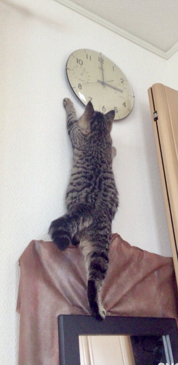 猫美(^-^)/ページ♡︎ photographer Mitsuru Isogawa