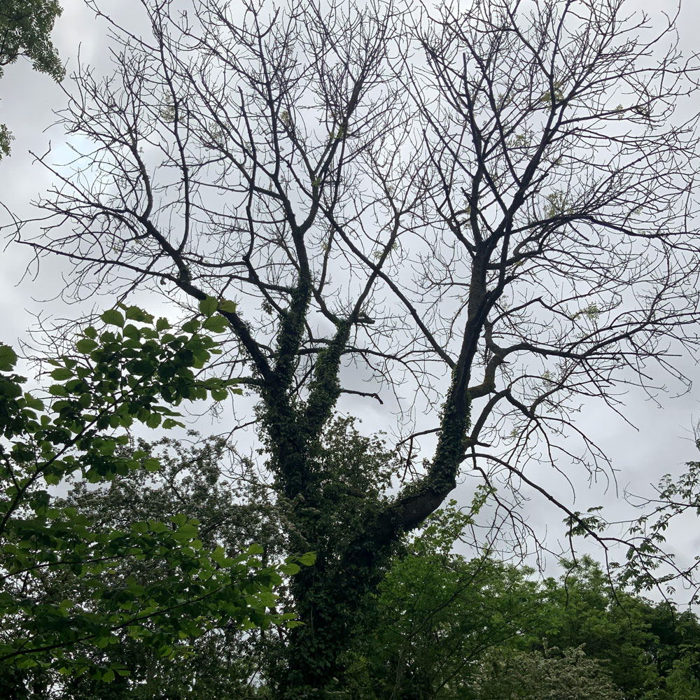 (1/2) Ash dieback tree safety work will begin on the #TissingtonTrail from tomorrow (28 June) for four weeks between Mapleton Lane car park, Ashbourne, and Thorpe Station.

Access to the trail will still be possible, however there may be short delays for safety reasons.
