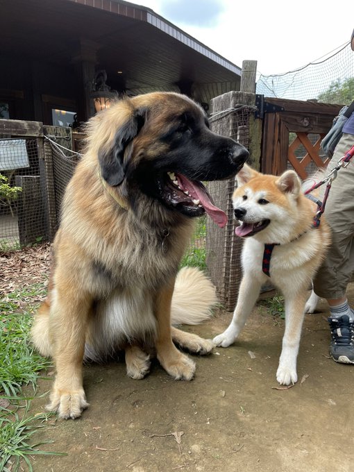 秋田犬が小さく見える カッコイイ 大きなドイツ犬に圧倒される秋田犬の姿に驚きの声続々 ねとらぼ