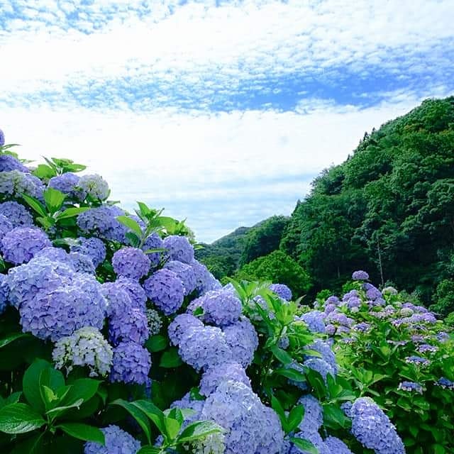ট ইট র あわじ国政府広報室 洲本市の あわじ花山水 たくさんの紫陽花が色とりどりにきれいに咲いてます トトロもいますね 紫陽花 洲本市 淡路島 花 トトロ Awaji Hydrangea あわじ国 Awajiisland 南あわじ旬だより 兵庫県 Instagood