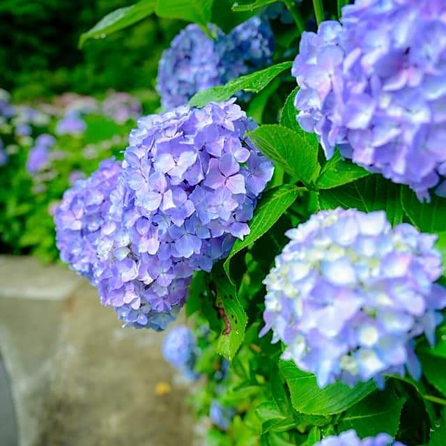 ট ইট র あわじ国政府広報室 洲本市の あわじ花山水 たくさんの紫陽花が色とりどりにきれいに咲いてます トトロもいますね 紫陽花 洲本市 淡路島 花 トトロ Awaji Hydrangea あわじ国 Awajiisland 南あわじ旬だより 兵庫県 Instagood