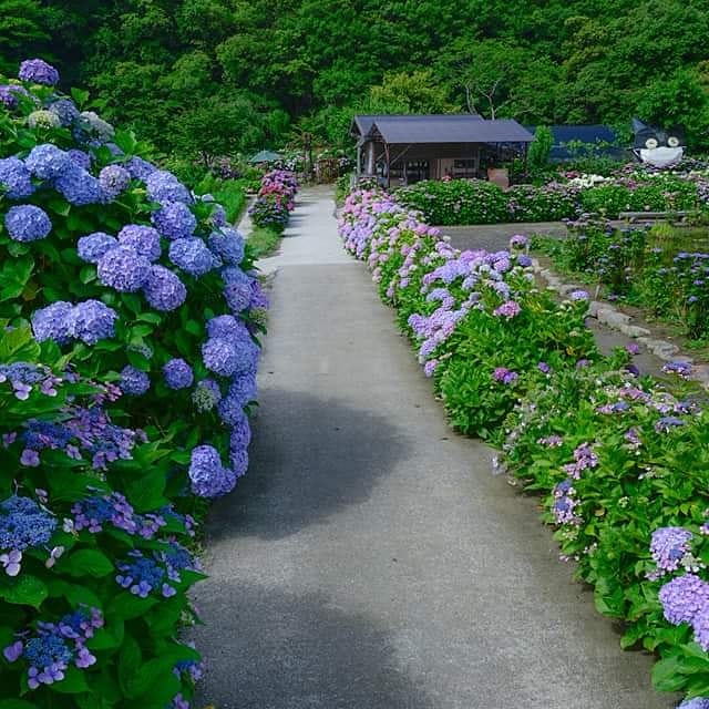 ট ইট র あわじ国政府広報室 洲本市の あわじ花山水 たくさんの紫陽花が色とりどりにきれいに咲いてます トトロもいますね 紫陽花 洲本市 淡路島 花 トトロ Awaji Hydrangea あわじ国 Awajiisland 南あわじ旬だより 兵庫県 Instagood