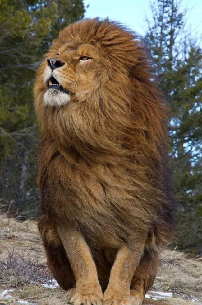 МЫ ЖИЛИ И СНОВА БУДЕМ
           ЖИТЬ.
ЖИЗНЬ ЕСТЬ МУЗЫКА ДУШИ, ВО ВСЕХ ФОРМАХ
         И ДЕЙСТВИЯХ.