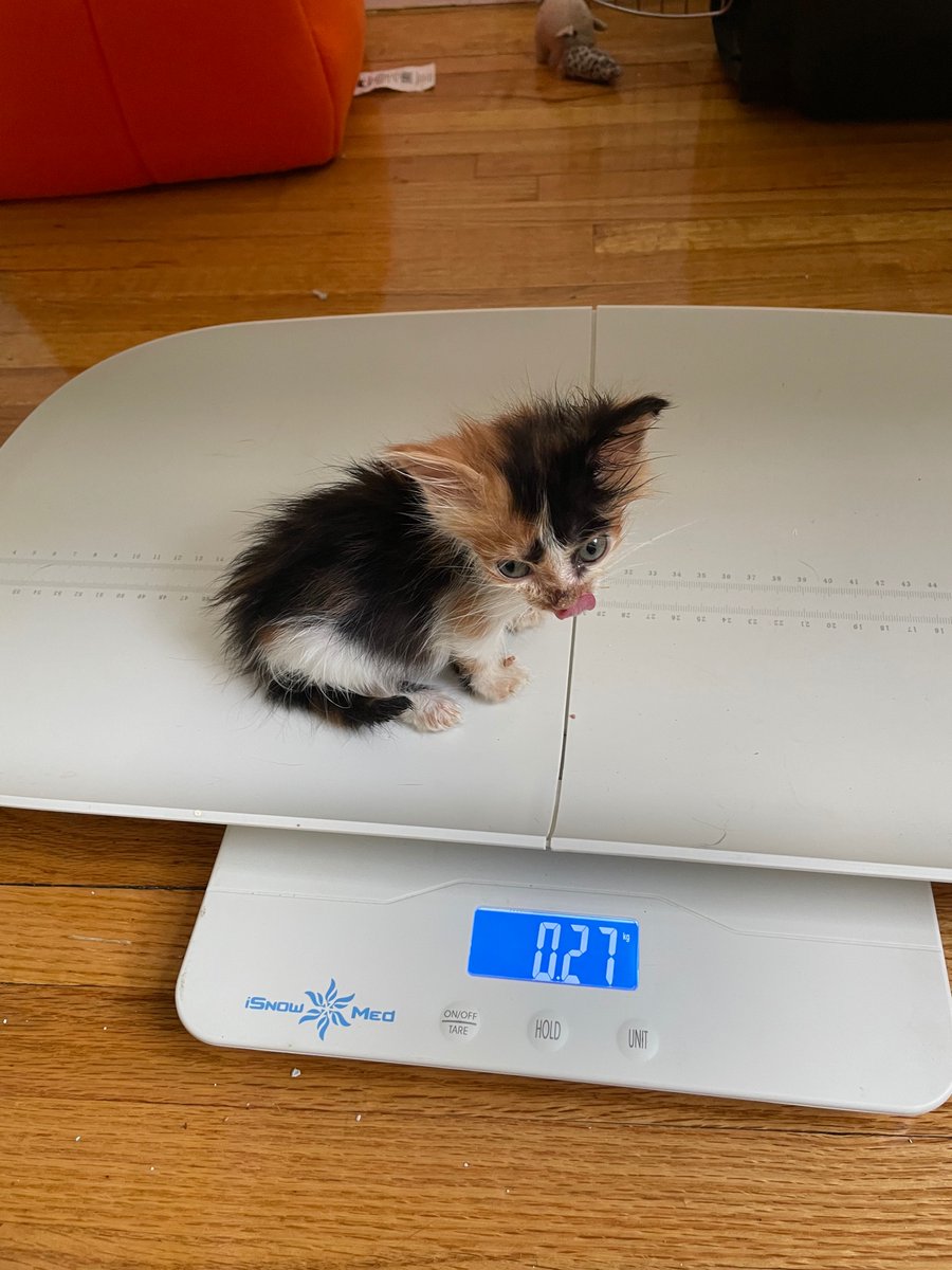 Technical Kitten Manager:
My new fosters are the tinyest little thing, so fragile and in critical condition. I developed a plan to nurse them back to full health in no time