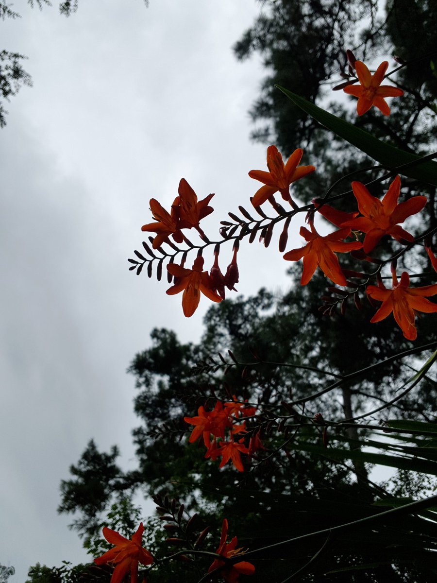 2015Geetanjali's tweet image. Different points of view...#crocosmia #coppertips