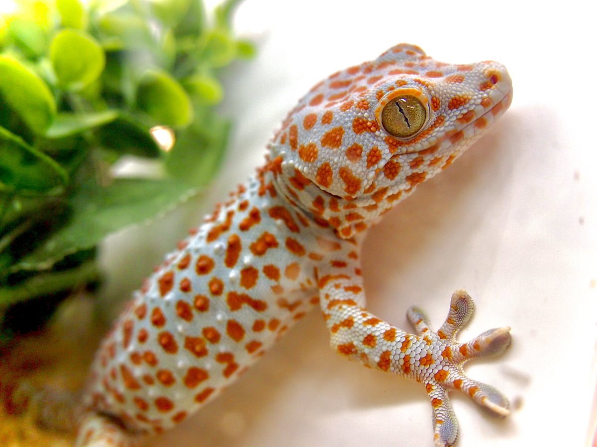トッケイヤモリ Gecko Gecko の全身骨格標本