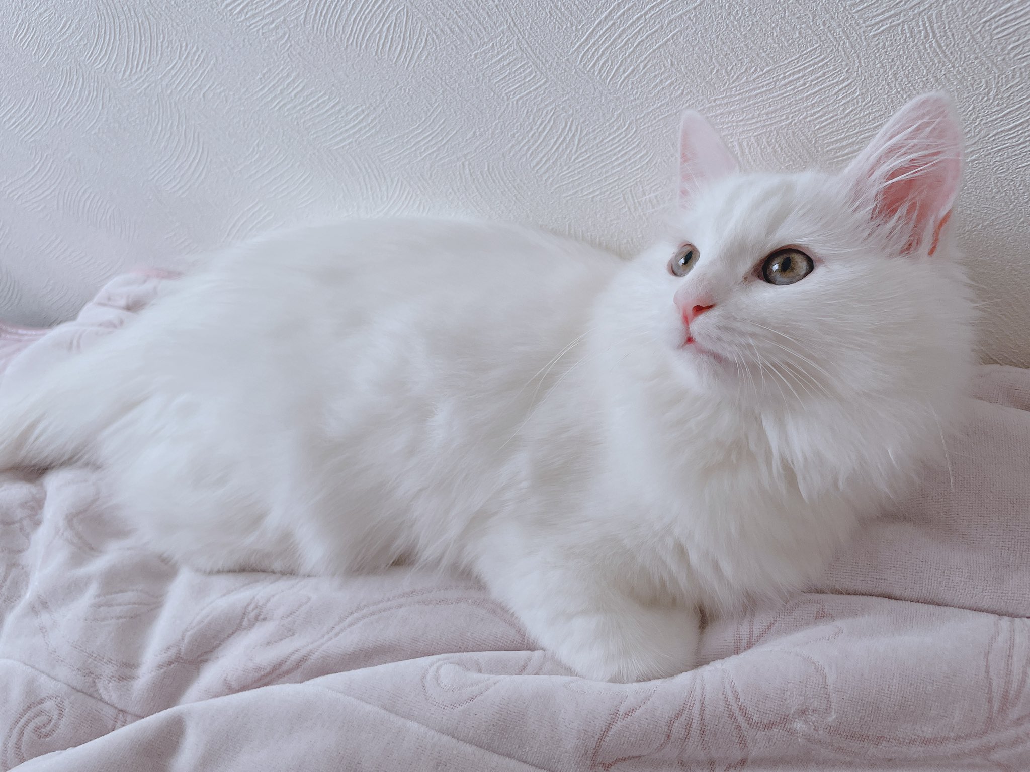 Lucas サイベリアン 珍しく綺麗に撮れました ˊᵕˋ 目線の先にはタオルが 猫 猫のいる幸せ 猫のいる生活 子猫 サイベリアン サイベリアン子猫 我が家の天使 生まれて4ヶ月 白猫 T Co Nh0fjowidj Twitter